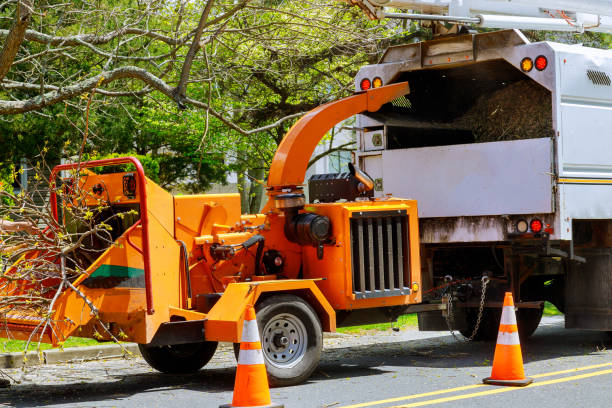 Professional Tree Removal and Landscaping Services in Walnut, CA